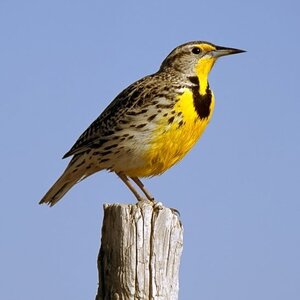 Meadowlarks